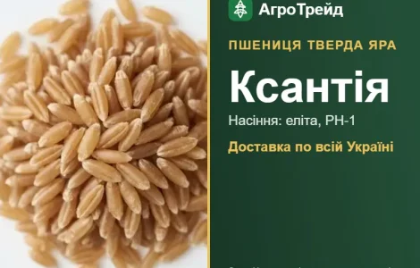 Купити тверду яру пшеницю Ксантія на посів