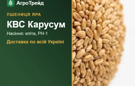 КВС Карусум — яра пшениця, насіння