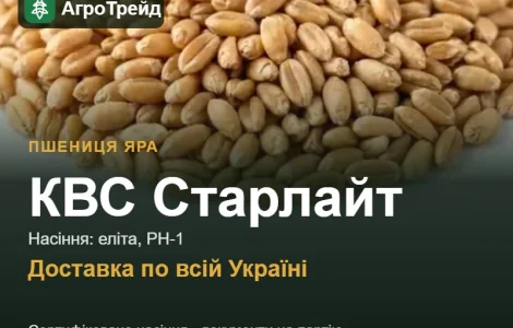 КВС Старлайт — яра пшениця, насіння