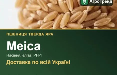 Пшеница твердая яра Меіса — семена