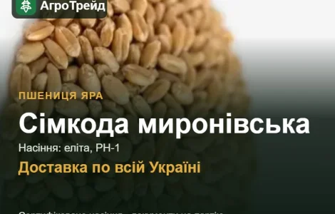 Купити яру пшеницю Сімкода миронівська на посів