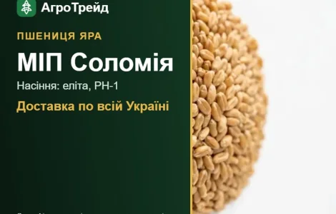 МІП Соломія — яра пшениця, насіння