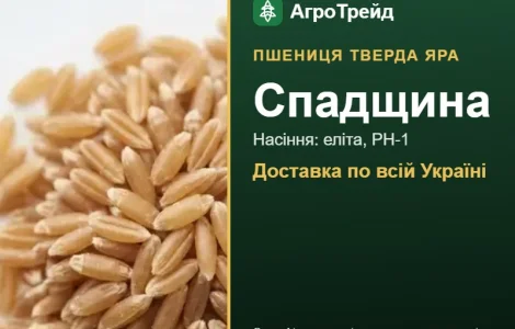 Пшениця тверда яра Спадщина — насіння