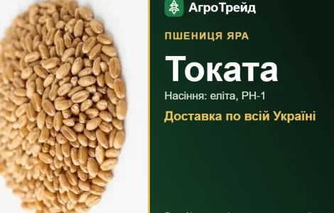 Посівна яра пшениця Токата