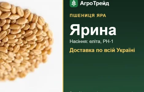 Насіння пшениці Ярина
