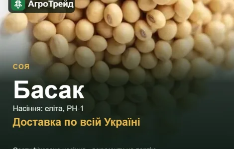 Соя Басак — насіння