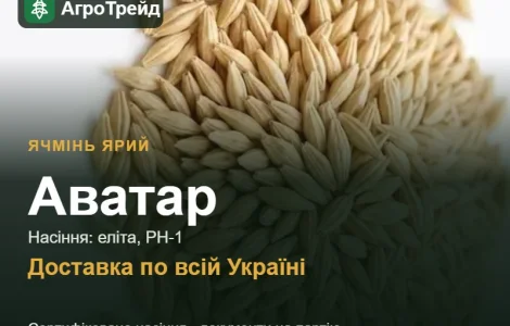 Ячмень яркий Аватар — семена