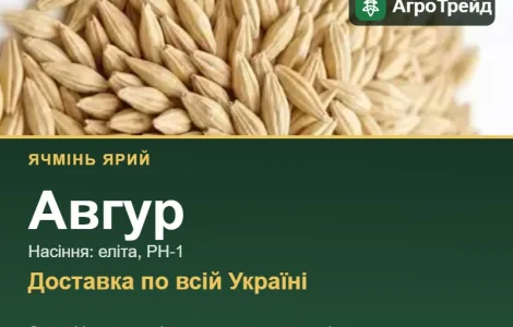 Авгур — ярий ячмінь, насіння