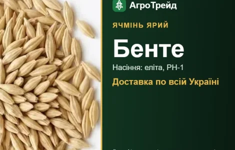 Ячмень яркий Бенте — семена