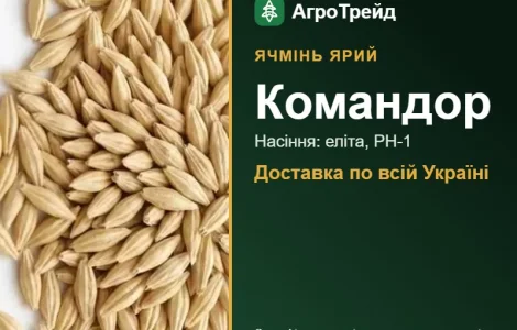 Купити ярий ячмінь Командор на посів