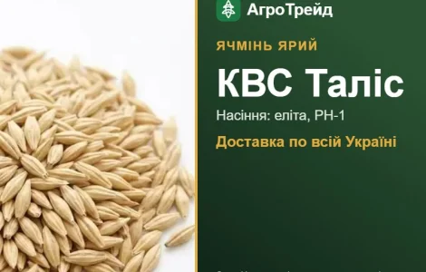 Купити ярий ячмінь КВС Таліс на посів