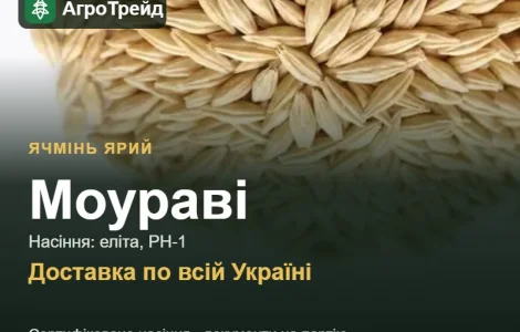 Ярый ячмень Моурави — семена