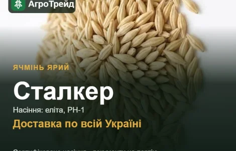 Купити ярий ячмінь Сталкер на посів