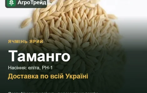 Таманго — ячмень яркий, семена