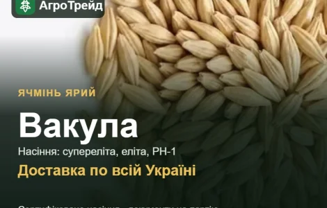 Ячмінь ярий Вакула — насіння