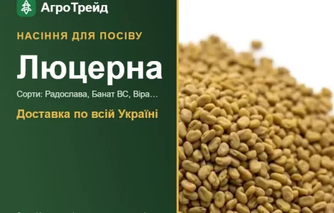 Продам насіння люцерни