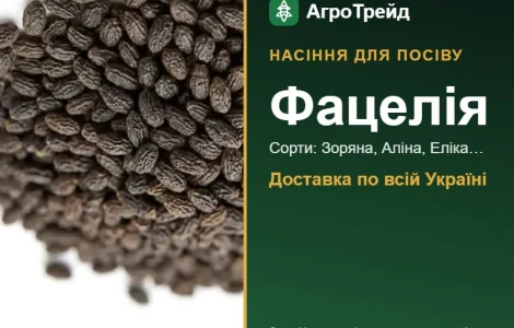 Продам насіння фацелії