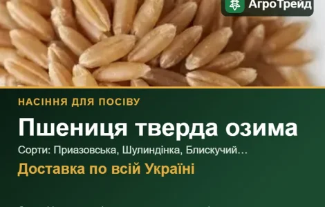 Продам семена твердой озимой пшеницы