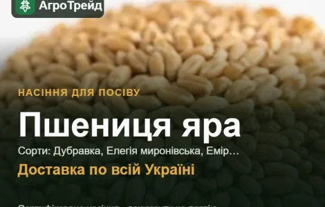 Продам семена яровой пшеницы