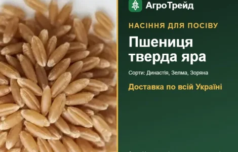 Продам насіння твердої ярої пшениці