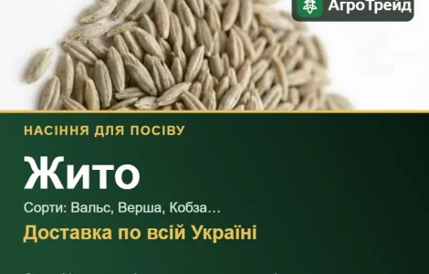 Продам семена ржи