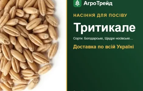 Продам насіння тритикале