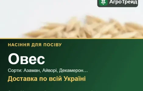 Продам насіння вівса