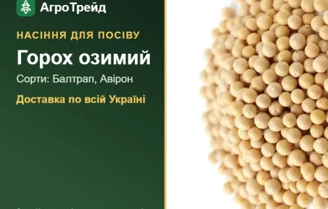 Продам семена озимого гороха