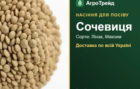 Продам насіння сочевиці