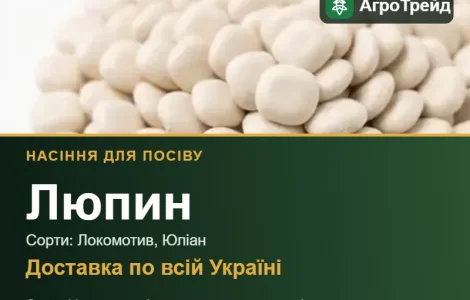 Продам семена люпина