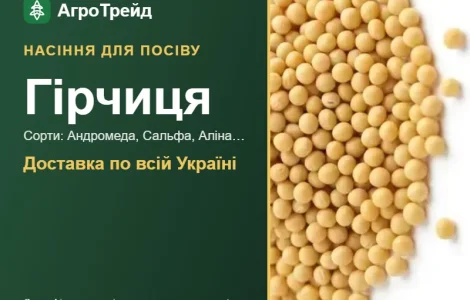 Продам насіння гірчиці