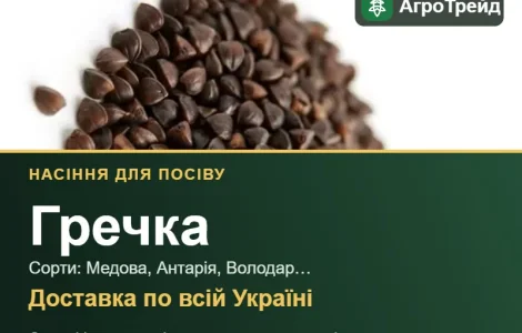 Продам семена гречки