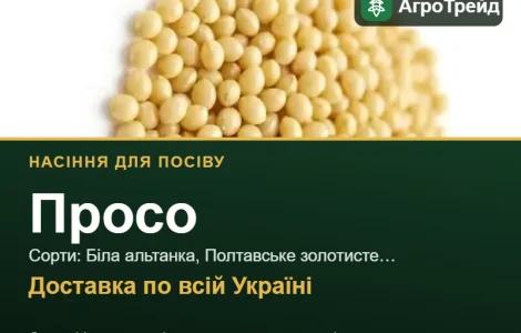 Продам семена проса