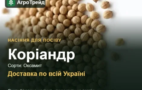 Продам насіння коріандру