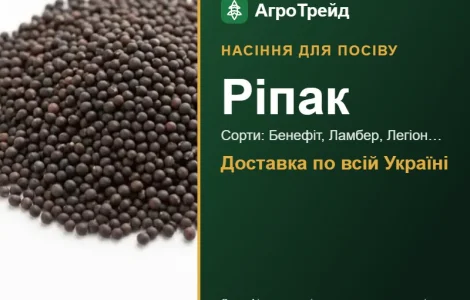 Продам семена рапса