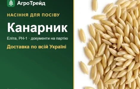 Продам семена канарейки