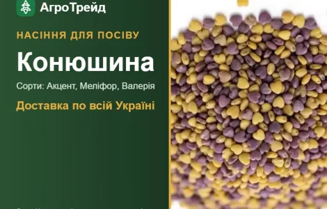Продам семена клевер