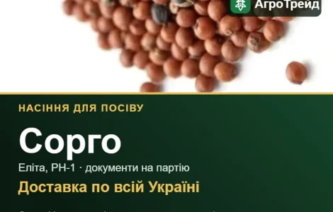 Продам насіння сорго