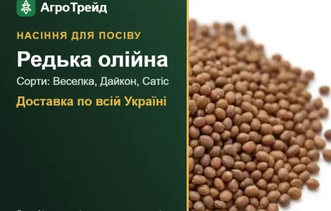 Продам семена масличной редьки