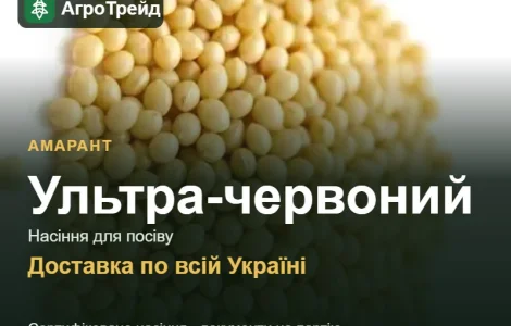 Ультра-червоний — амарант, насіння