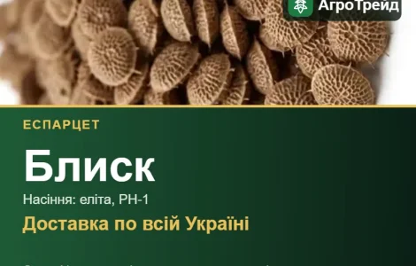 Блиск — еспарцет, насіння