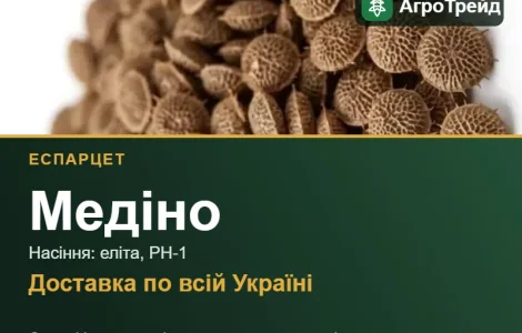Купить семена эспарцета Медино