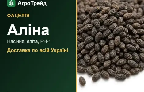 Фацелія Аліна