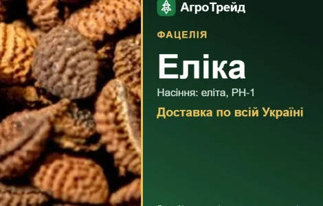 Фацелія Еліка