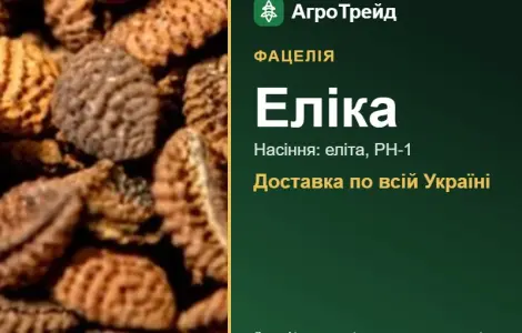 Фацелія Еліка
