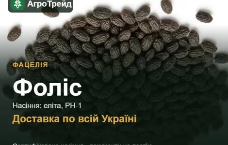 Фоліс — фацелія, насіння