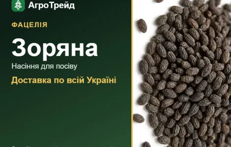 Купити насіння фацелії Зоряна
