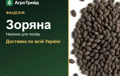 Купити насіння фацелії Зоряна