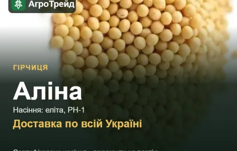 Продам насіння гірчиці Аліна
