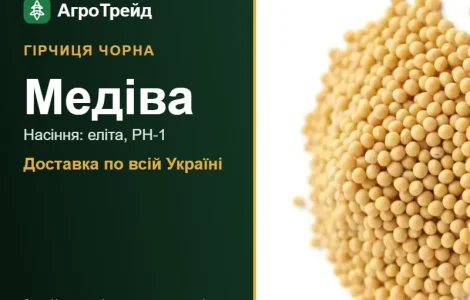 Продам насіння гірчиці чорної Медіва